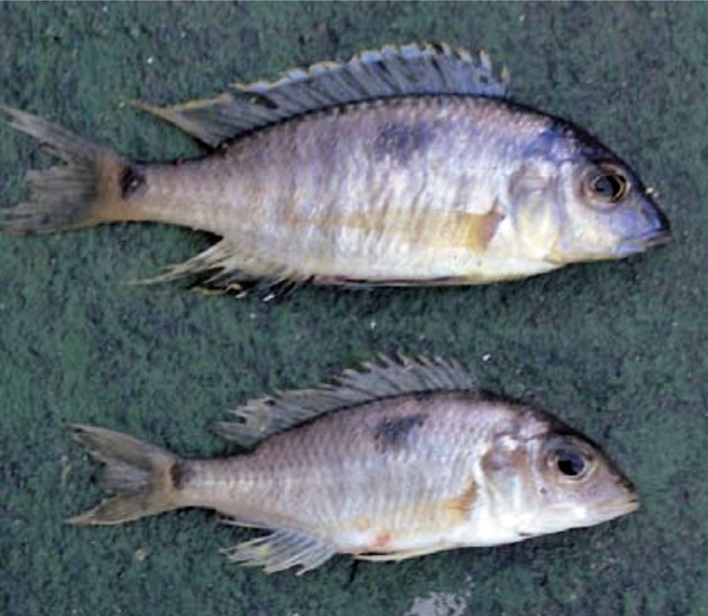 Lethrinops sp. 'domira blue' South East Arm